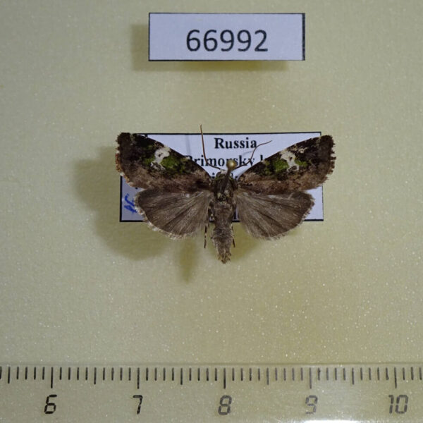 Noctuidae Prometopus flavicollis Primorye