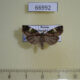 66992p Noctuidae Prometopus flavicollis Primorye $8