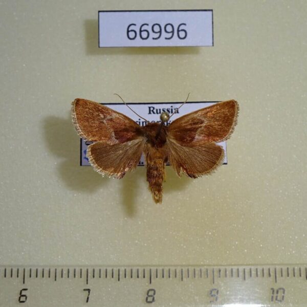 Limacodidae Phrixolepia sericea Primorye