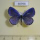 66998p Lycaenidae Celastrina filipjevi Primorye $15