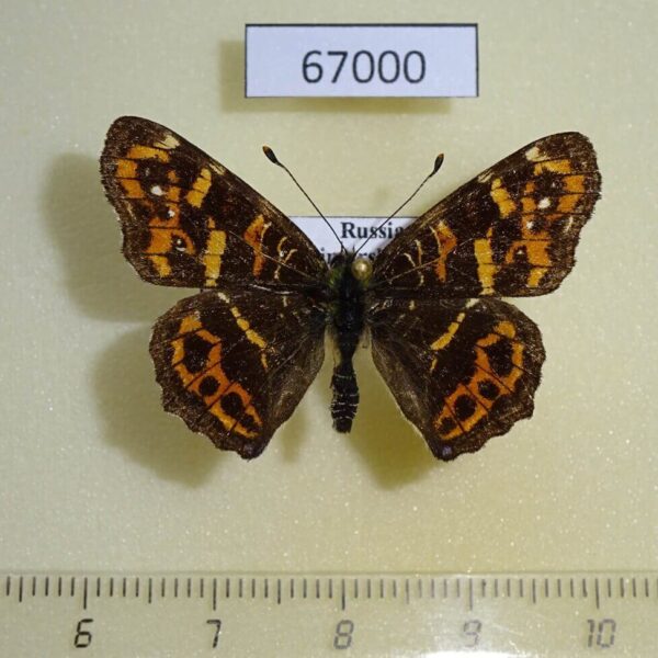 Nymphalidae Araschnia burejana (spring form) Primorye