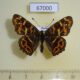 67000p Nymphalidae Araschnia burejana (spring form) Primorye $6