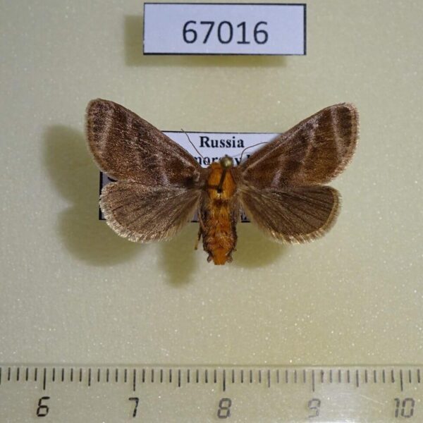Limacodidae Neothosea suigensis f Primorye
