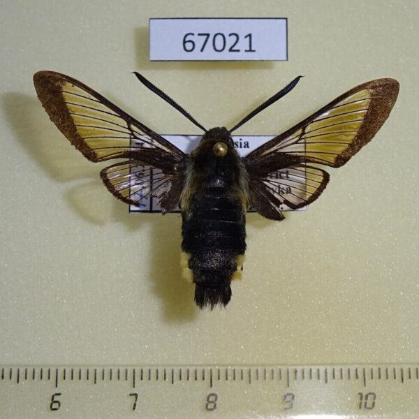 Sphingidae Hemaris affinis Primorye