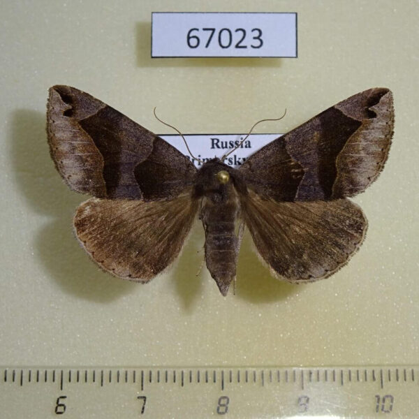 Noctuidae Dysgonia mandschuriana f Primorye