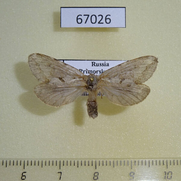 Hepialidae Thitarodes variabilis f Primorye