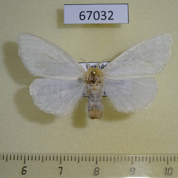 Lymantridae Euproctis sp. f Uganda
