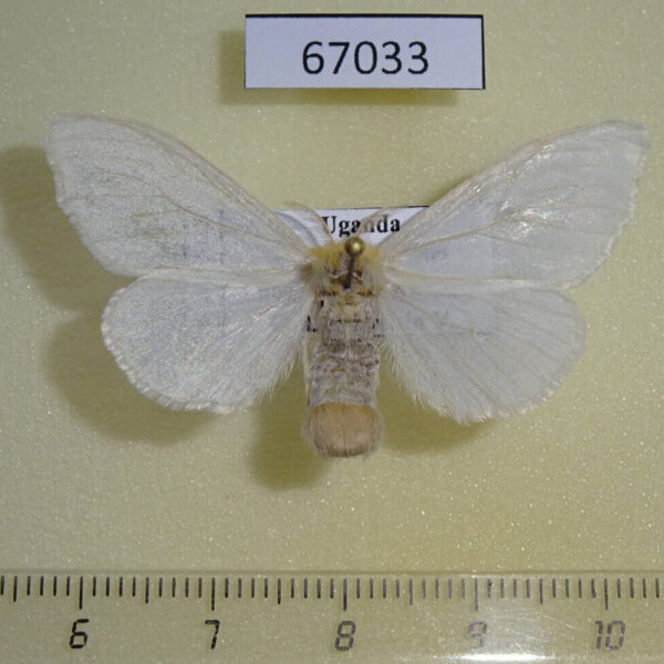 Lymantridae Euproctis sp. f Uganda