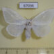 67036p Lymantridae Leucoma luteipes f Uganda $9