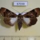 67038p Noctuidae Audea bipunctata f Uganda $18