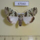 67040p Noctuidae Halochroa eudela f Uganda $20