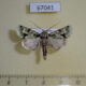 67041p Noctuidae Homonacna alpnista Uganda $9