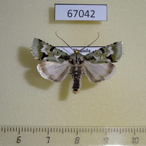 Noctuidae Homonacna alpnista Uganda