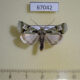 67042p Noctuidae Homonacna alpnista Uganda $15