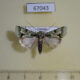 67043p Noctuidae Homonacna alpnista Uganda $12