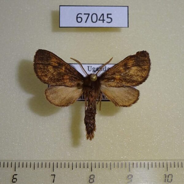 Arctiidae Metarctia sp. burungae Uganda