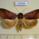 67058p Noctuidae Ophiusa sp. Uganda $20
