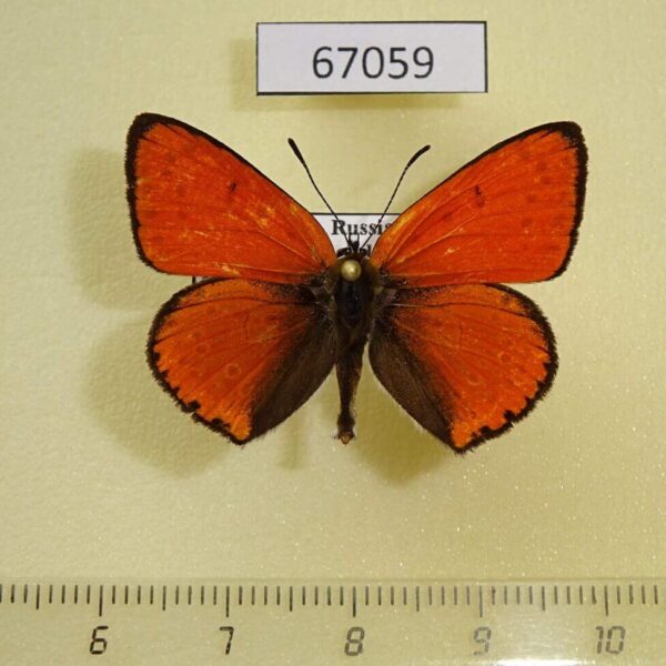 Lycaenidae Thersamolycaena dispar Primorye