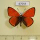 67059p Lycaenidae Thersamolycaena dispar Primorye $8