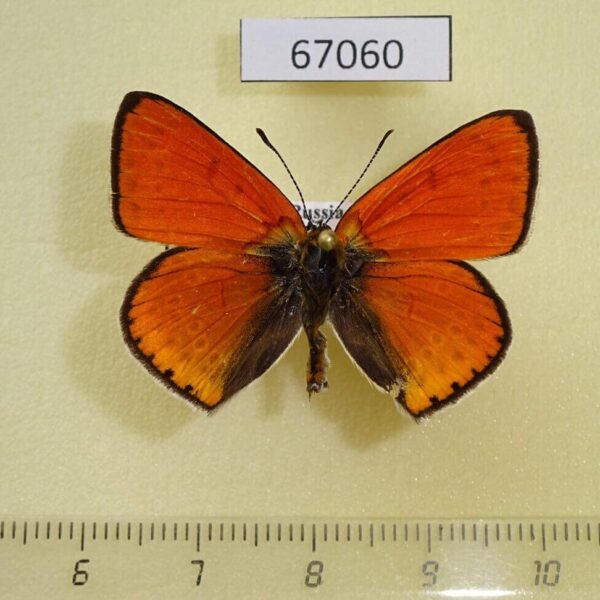 Lycaenidae Thersamolycaena dispar Primorye