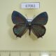 67061p Lycaenidae Favonius saphirinus Primorye $15