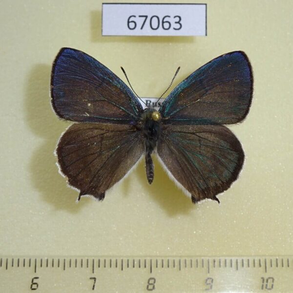 Lycaenidae Favonius saphirinus Primorye