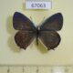 67063p Lycaenidae Favonius saphirinus Primorye $15