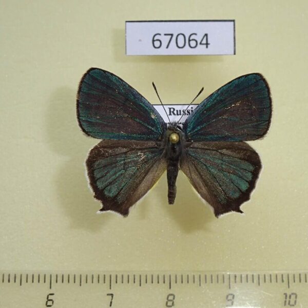 Lycaenidae Favonius saphirinus Primorye