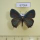 67064p Lycaenidae Favonius saphirinus Primorye $15