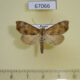 67066p Noctuidae Hepatica anceps Primorye $8