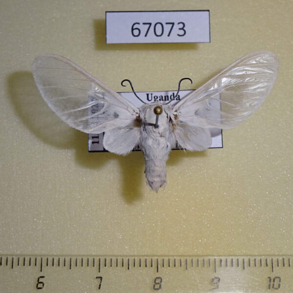 Arctiidae Balacra pulchra Uganda