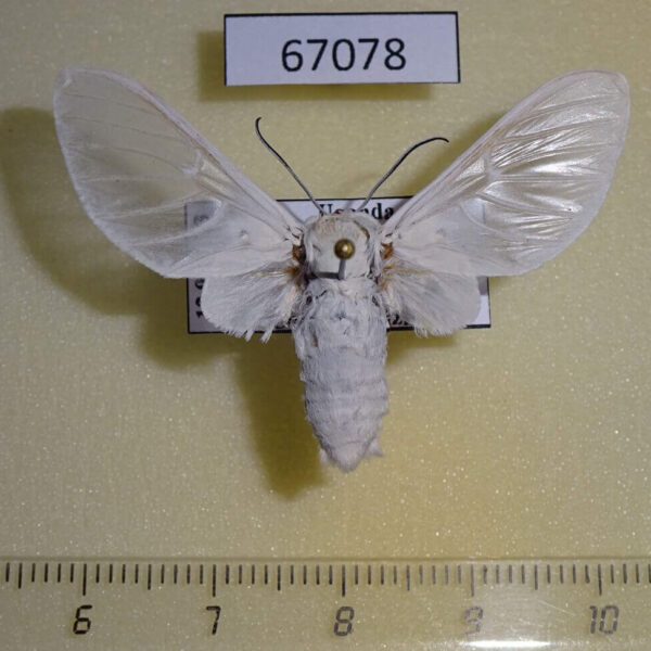 Arctiidae Balacra pulchra Uganda