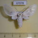 67078p Arctiidae Balacra pulchra Uganda $15