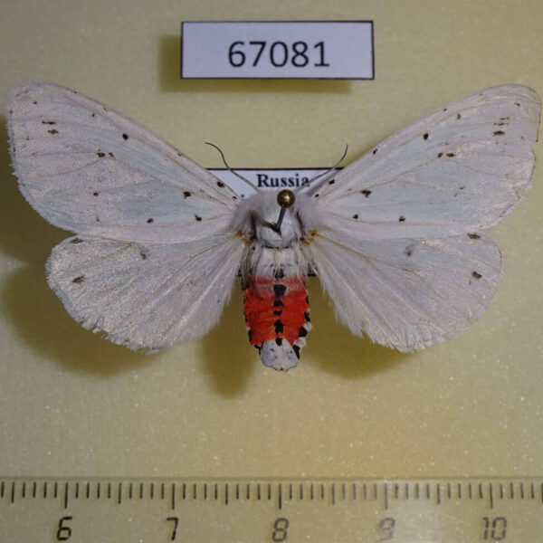 Arctiidae Spilosoma punctarium f Primorye
