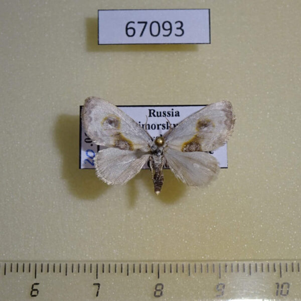 Drepanidae Cilix filipjevi Primorye