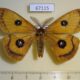 67115p Saturniidae Aglia tau Primorye $7