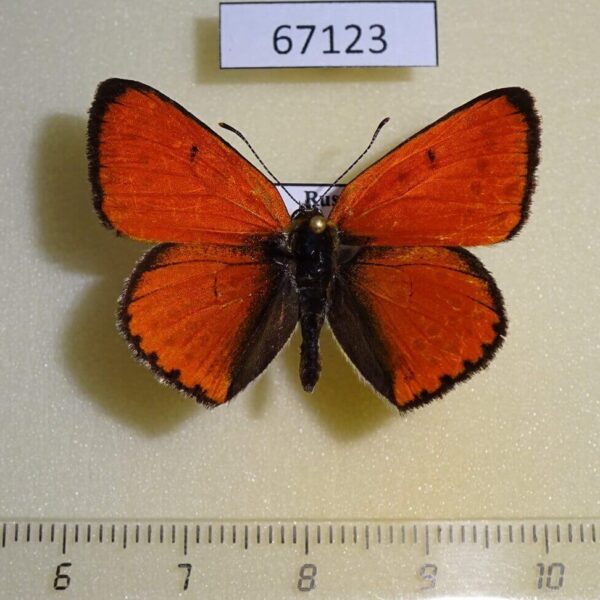 Lycaenidae Thersamolycaena dispar Primorye
