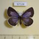 67128p Lycaenidae Artopoetes pryeri Primorye $9