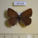 67129p Lycaenidae Nordmannia herzi Primorye $10