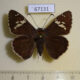 67131p Hesperidae Lobocla bifasciatus Primorye $9 (2)