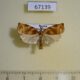 67139p Tortricidae Archips sp. Primorye $4