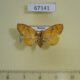 67141p Limacodidae Ceratonema christophi f Primorye $7