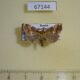 67144p Noctuidae Erastroides fentoni Primorye $15