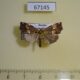 67145p Noctuidae Erastroides fentoni Primorye $18