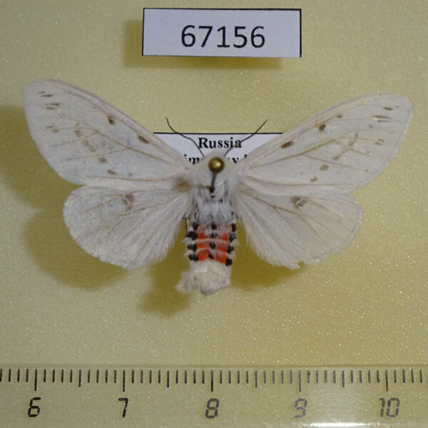 Arctiidae Lemyra boghaika f Primorye
