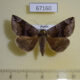 67160p Noctuidae Dysgonia mandschuriana Primorye $10