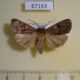 67163p Noctuidae Lycophotia cissigma Primorye $40