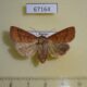 67164p Noctuidae Mythimna rufipennis f Primorye $18