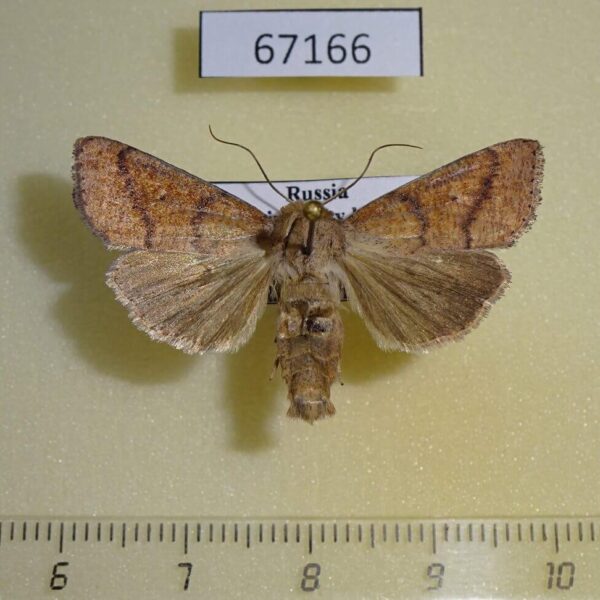 Noctuidae Mythimna rufipennis Primorye