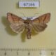 67166p Noctuidae Mythimna rufipennis Primorye $12